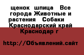 щенок  шпица - Все города Животные и растения » Собаки   . Краснодарский край,Краснодар г.